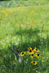 Obraz premium Wild Southern Field Daisies