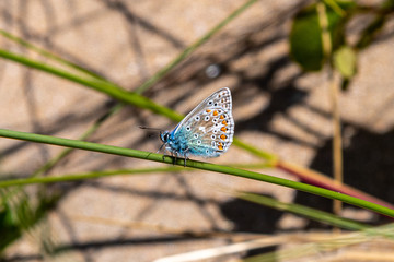 A Common Blue butterfly at rest on dune grass
