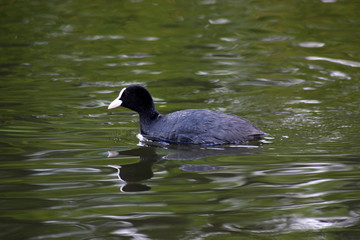 The bird coots in the spring