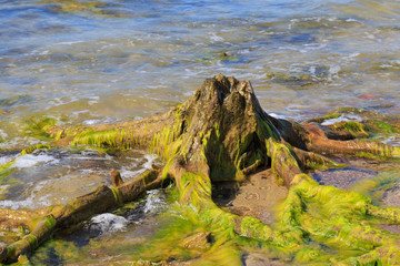 Large old wood stumps in the water on the sea coast.