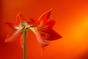 two buds of fiery red flower