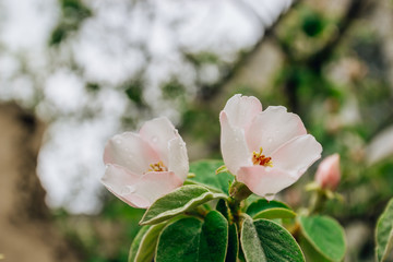 Spring flower background. Blooming Quince tree with white flowers. Blooming branch of Quince -Cydonia oblonga.