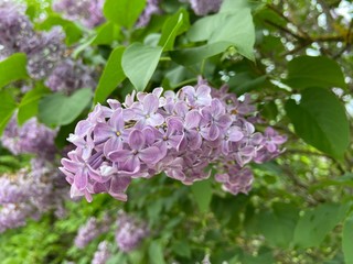 purple lilac flowers