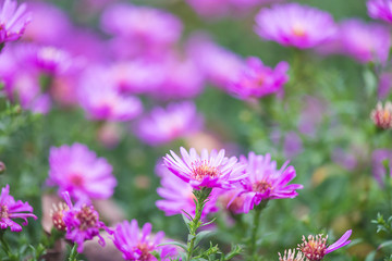 Purple flowers blooming in the autumn garden. Natural background