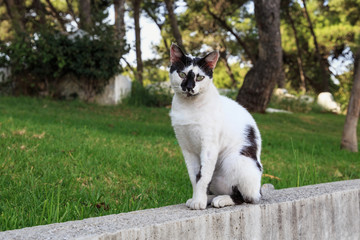 Portrait of the spotted black and white cat in the Tangier, Morocco.