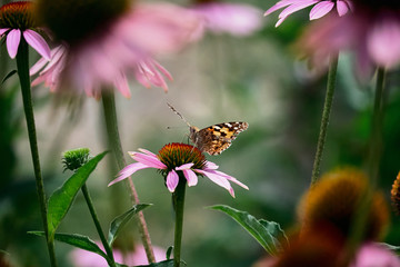 Multicolored butterfly nymphalide Admiral tastes the pink flower of echinacea. Bottom view. Around the stem of blurred flowers.