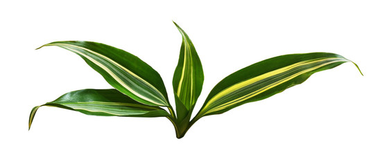 Green leaves of aspidistra