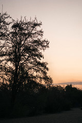 Obraz premium Dark silhouettes of trees on the beach during sunset. Sunset on the sandy beach. Coastal landscape at sunset.