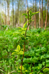 Escape forest wild raspberries grows in the forest on a clear spring or summer day. Environment. Vertical orientation. 