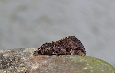 Mottled Bomolocha moth resting on a smooth stone seen from side on. Also called Variegated snout-moth, it is found in the USA and Canada. This specimen was located in Houston, TX.