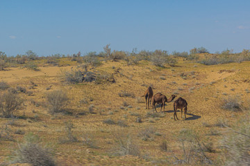 Camels at Karakum desert in Turkmenistan