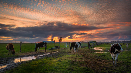 A Group of Friendly Cows Enjoying the Sunset - 351336942