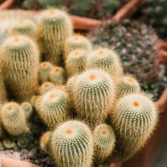 Different kinds of cacti in a greenhouse.