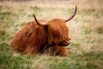 Long haired funny Scottish highland cattle resting on a grass field