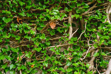 Old medieval wall overgrown with ivy