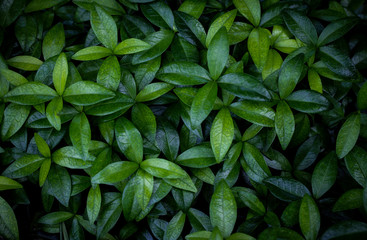 Foliage of shiny green leaves of periwinkle plant for background texture