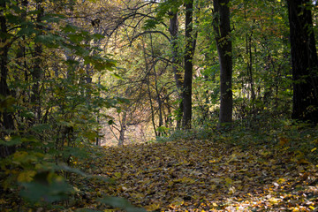 Deep in the autumn forest, the beauty of the forest, autumn in the forest