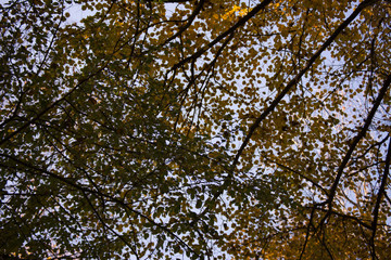 Deep in the autumn forest, the beauty of the forest, autumn in the forest