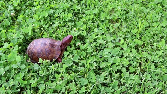 A Three-Toed Box turtle or Terrapin moves across the grass