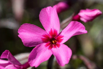 Pink flower of common primrose (Latin: Primula vulgaris, family Primulaceae), also English primrose. Beautiful spring flower in the garden. Purple violet blossom with bright yellow inside. Sunny day.