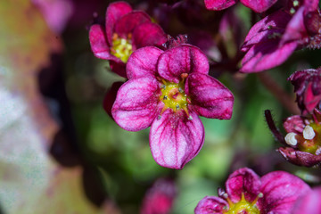 Obraz premium Lovely surface spreading evergreen hybrid flower called mossy saxifrage (Latin: Saxifraga × arendsii). Dense pink basal rosette. Blooming tiny blossom with bright yellow inside. Green leaves foliage.