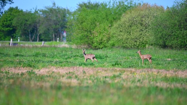 two deer stand on a green field and in the background is a country road that is used