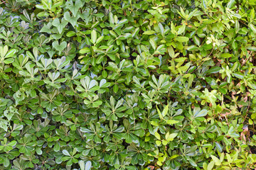 hedge, fence, natural separator of small leaves in the foreground not fixed, something wild