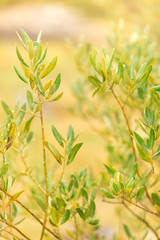 Olive tree branches in selective focus with sunlight. Light spring background.Natural sunny agricultural food background. Positive background. Sunlight background.Bio healthy food concept.Atmospheric
