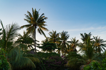 Obraz na płótnie Canvas Palm tops and blue sky in Gili Islands