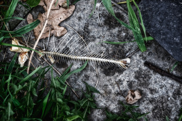 Fish skeleton on the grass