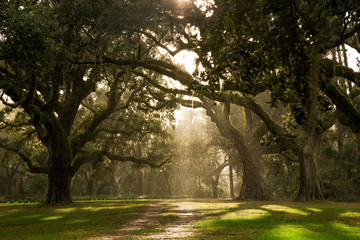 Fototapeta na wymiar Raining in the park while the sun is out. Old oak trees in the south. 