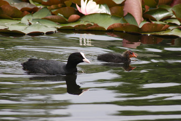 The bird coots in the spring © moniadk