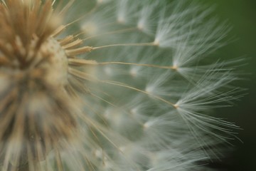 Dandelion seed head