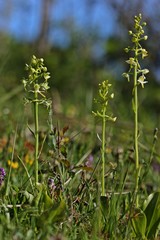 Grünliche Waldhyazinthe (Platanthera chlorantha).