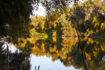 Autumn green-yellow willow tree on the shore of Danube river in the early autumn. Reflection trees on green water at sunset