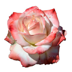 white pink rose isolated on white