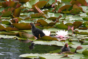 The bird coots in the spring