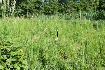 Gesi Kanadyjskie © Iwona