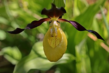Gelber Frauenschuh (Cypripedium calceolus)
