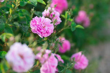Plantation of a beautiful pink tea rose.