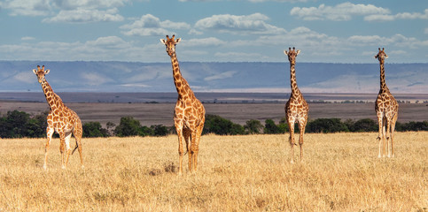 Photo of Giraffe Family on Savannah at Masai Mara, Kenya, Africa 