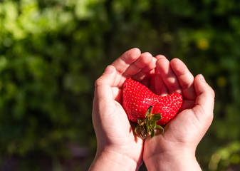 Ripe fresh ugly strawberries in the hands of a child. A large double berry growing in the...