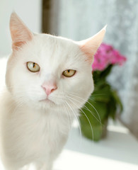 portrait of a white cat on the window