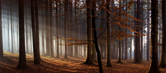 Sun rays in autumn forest
