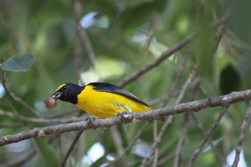 Pajaro comiendo con fondo borroso