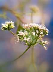Soft Dreamy Wildflower