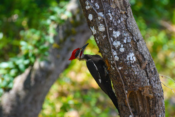 Red Headed Woodpecker