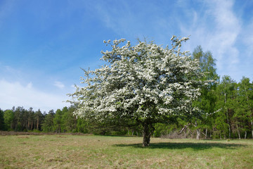 blooming hawthorn tree under a blue sky - obrazy, fototapety, plakaty