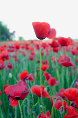 Campo de amapolas donde una sobresale sobre el resto