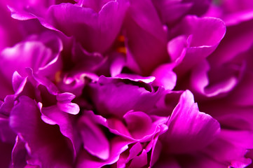 Natural floral background. Pink purple peonies flowers macro shot. Peonies flower petals, beautiful floral wallpaper. Flower texture. Abstract floral blooming background. Holiday floral card